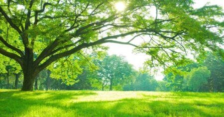 O Dia da Árvore: Celebrando a Importância do Maior Patrimônio Ambiental!
