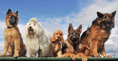 O Significado do Dia do Cão: Curiosidades e informações